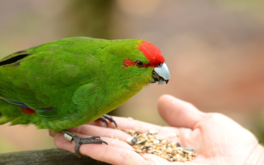 Kakariki rudočelý_foto3